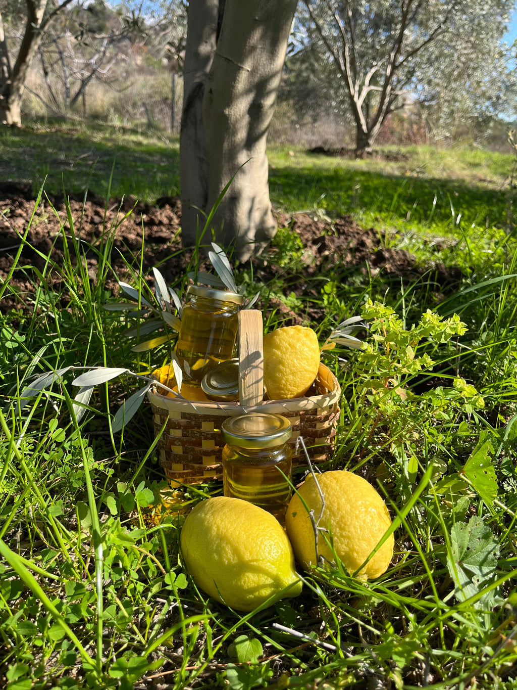 10'LU GURME AVOKADO PAKETİ(ZEYTİN YAĞI & LİMON HEDİYELİ)