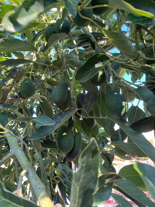 10'lu SADE, Mutfak Dostu Paket