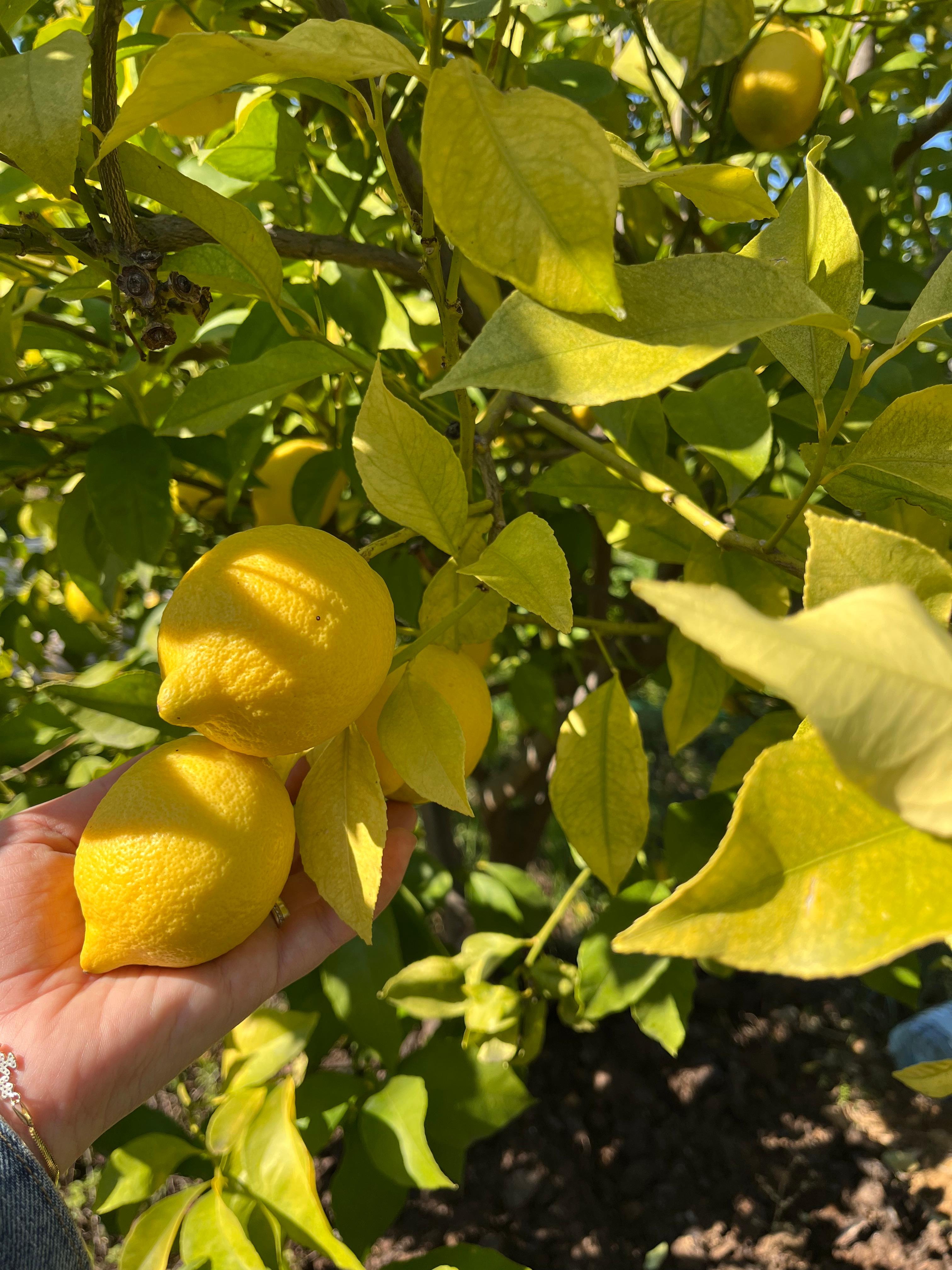 5'li GURME, Sezon Sonu Deneyim Seti