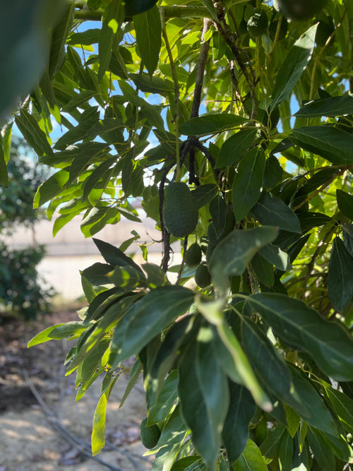 10'LU GURME AVOKADO PAKETİ(ZEYTİN YAĞI & LİMON HEDİYELİ)