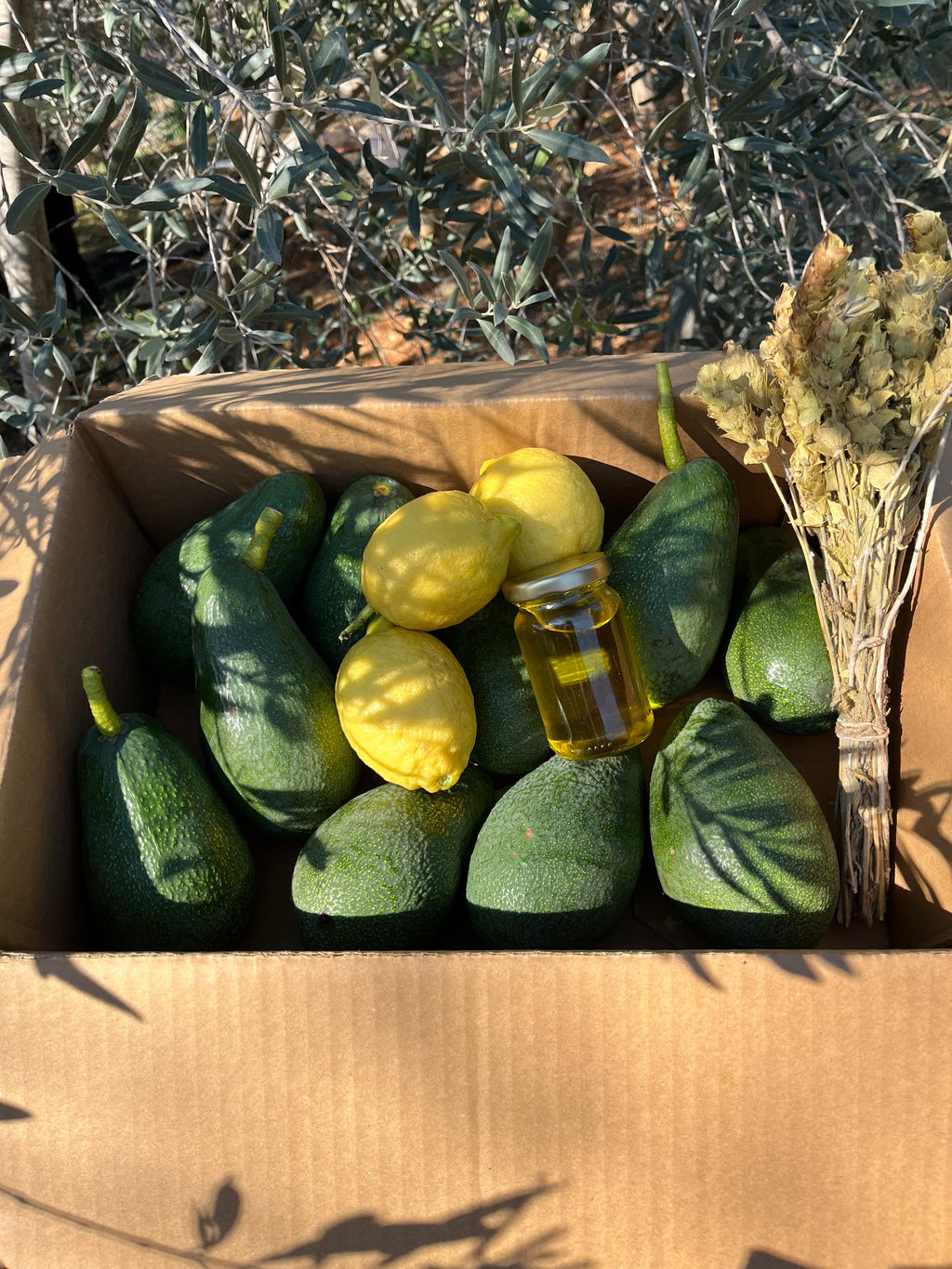 10'LU GURME AVOKADO PAKETİ(ZEYTİN YAĞI & LİMON HEDİYELİ)