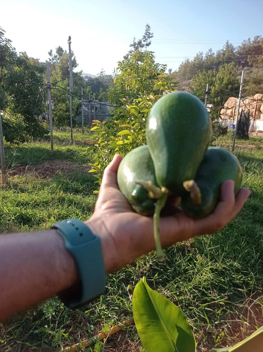 10'lu SADE, Mutfak Dostu Paket