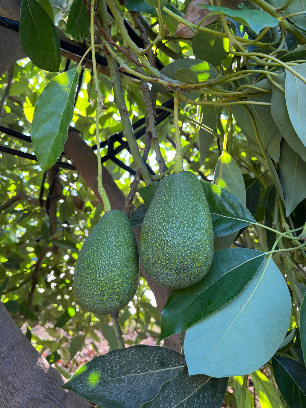 5'Lİ SADE, Tanışma Paketi